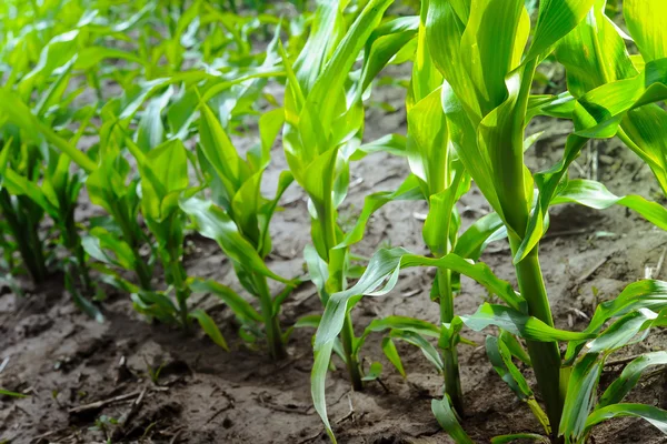 Junge Maiskeime mit frischen grünen Blättern auf dem Feld des Bauern — Stockfoto