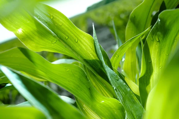 Молоді паростки кукурудзи зі свіжим зеленим листям на полі фермера — стокове фото