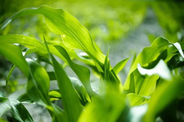 Молоді Паростки Кукурудзи Свіжим Зеленим Листям Полі Фермера — стокове фото