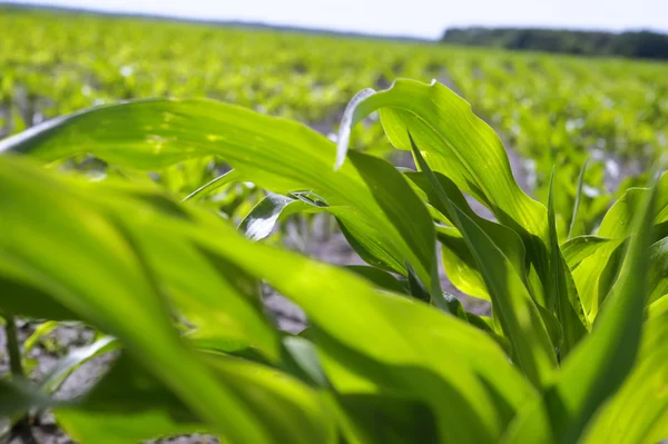 Mladá Kukuřičné Klíčky Čerstvé Zelené Listy Zemědělce Field — Stock fotografie