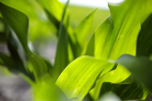 Молоді Паростки Кукурудзи Свіжим Зеленим Листям Полі Фермера — стокове фото