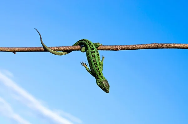 Wild green lizard — Stock Photo, Image