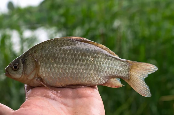 Crucian caught on a hand — Stock Photo, Image