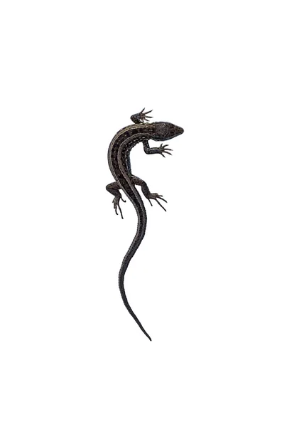 Lagarto cinza em um fundo branco — Fotografia de Stock