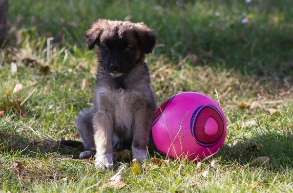 Cachorro con pelota — Foto de Stock