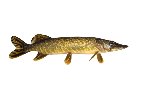 Pesce luccio — Foto Stock