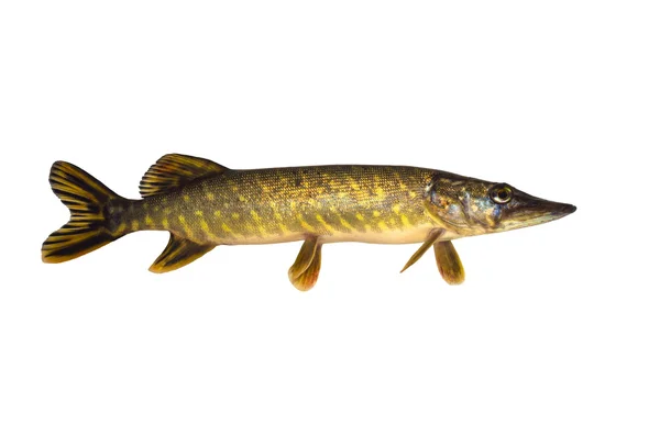 Balık pike