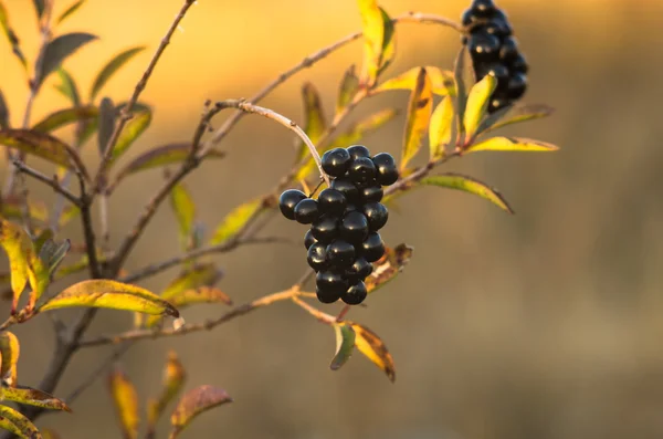 Privet berry — Stock Photo, Image