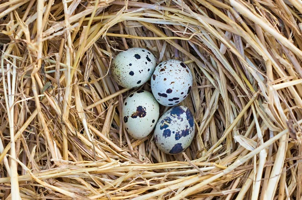 Quail nest — Stock Photo, Image