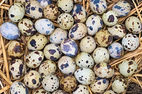 Background texture of quail eggs — Stock Photo, Image