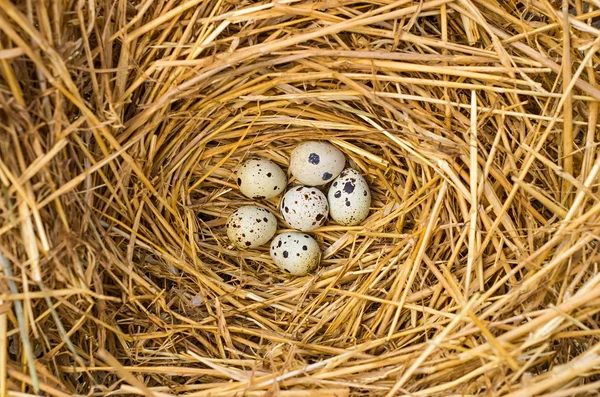 Quail nest — Stock Photo, Image