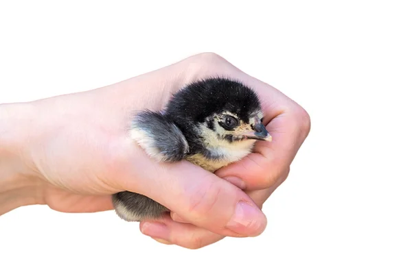 Chicken — Stock Photo, Image