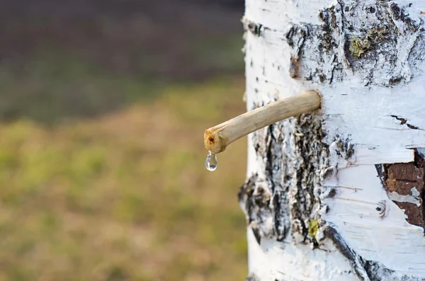 Birch sap — Stock Photo, Image