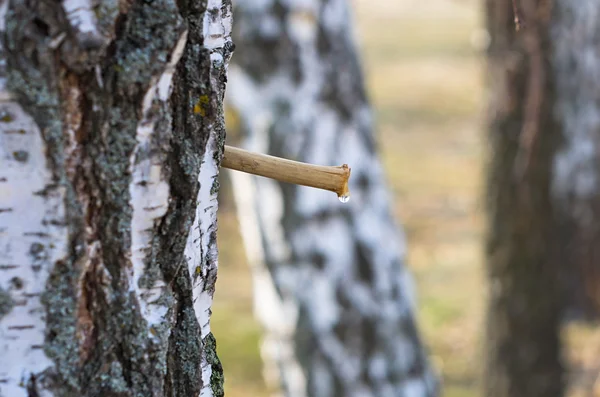 Birch sap — Stock Photo, Image