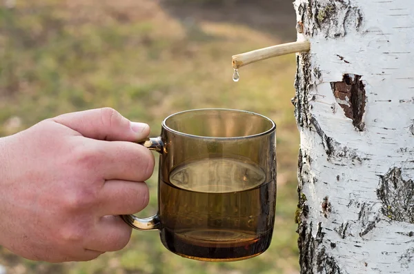 Birch sap — Stock Photo, Image