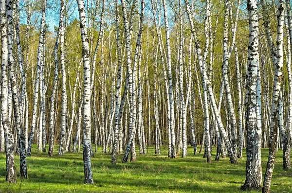 Bosque de abedul — Foto de Stock