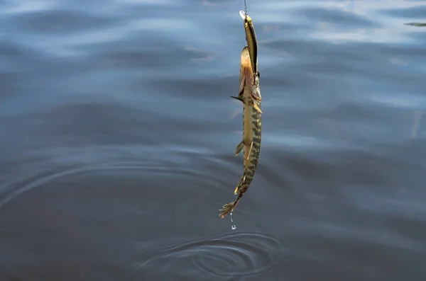 Pike yakaladı