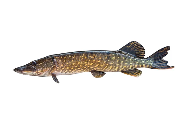 büyük pike