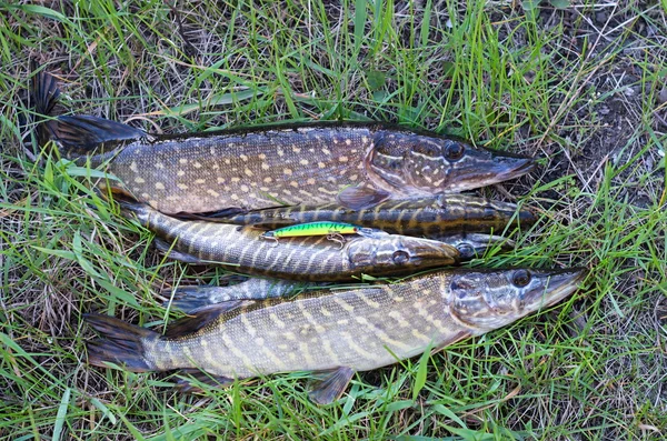 Pike