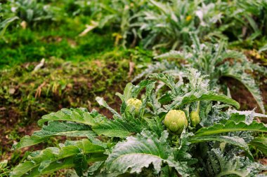 Bir tarlada yetiştirilen enginar bitkisi, sağlıklı beslenme ve ekolojik tarım kavramı