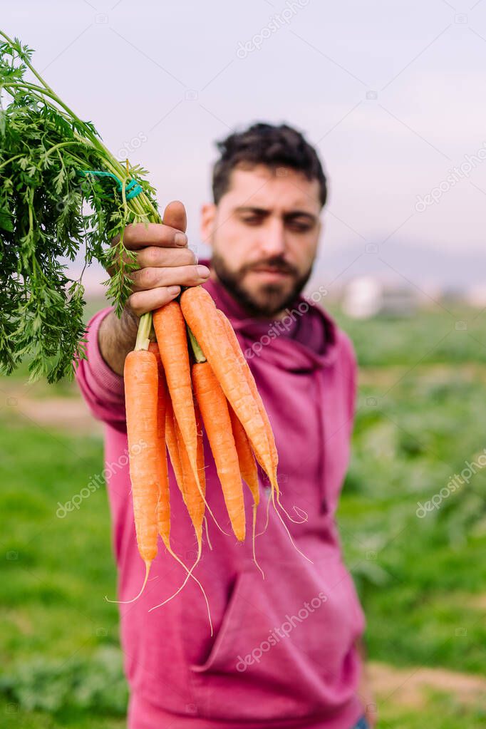 vertical photo of an entrepreneur farmer showing a bundle of carrots, concept of healthy eating and ecological farming, selective focus on carrots