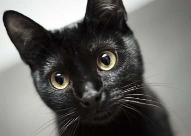 Balck kedi, sarı gözleri