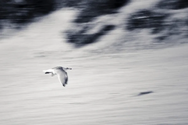 Seagull — Stock Photo, Image