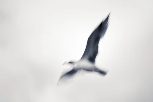 Seagull — Stock Photo, Image