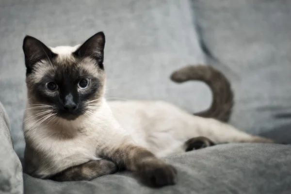 Cat on the sofa — Stock Photo, Image