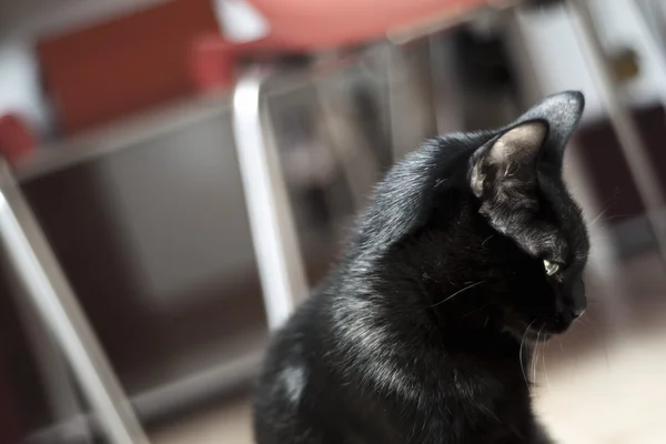 Thoughful 黒い猫 — ストック写真
