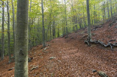Orman
