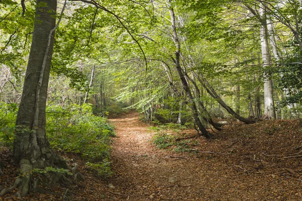 Bosque —  Fotos de Stock