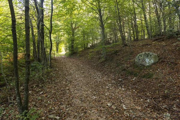 Wald — Stockfoto