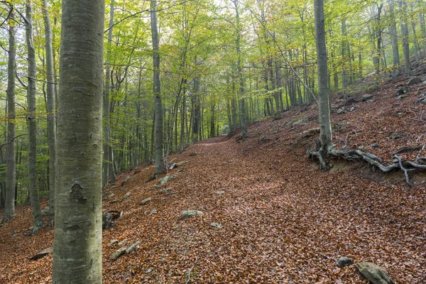 Wald — Stockfoto