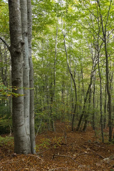 Wald — Stockfoto