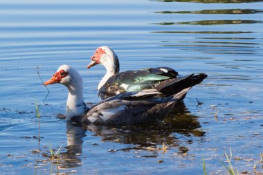 Muscovy Yüzme ördekler