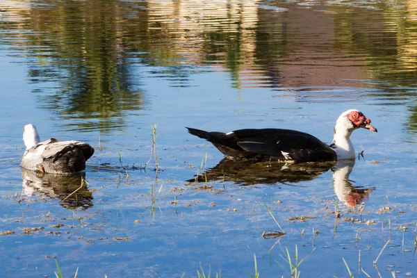 Patos de Moscovo Natação — Fotografia de Stock