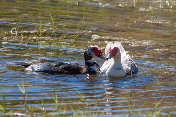 Patos musgosos no lago — Fotografia de Stock