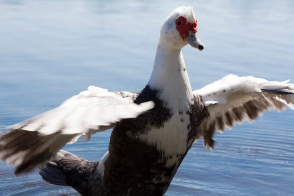 Pato de Moscovo no Lago — Fotografia de Stock