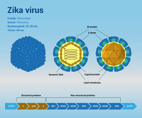 Zika Estructura del virus — Vector de stock