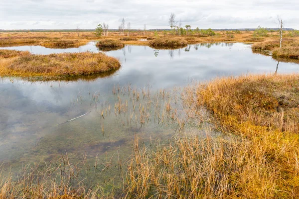 Pequeno lago de pântano selvagem. Paisagem Foto stock — Fotografia de Stock