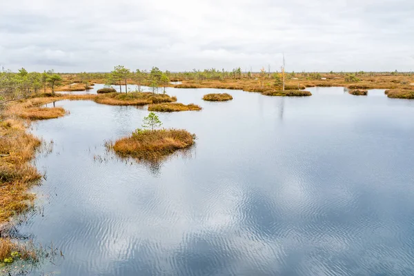 Pequeno lago de pântano selvagem. Paisagem Foto stock — Fotografia de Stock