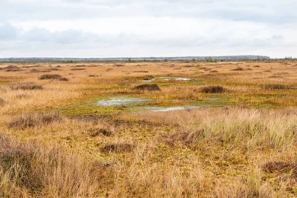 Pequeno lago de pântano selvagem. Paisagem Foto stock — Fotografia de Stock