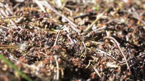 Primer plano de vídeo de alta definición de grandes hormigas trabajando en hormiguero — Vídeos de Stock