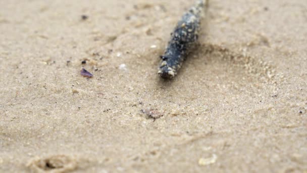 Η βδέλλα σέρνεται στην άμμο — Αρχείο Βίντεο