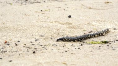 Sülük kumda sürünüyor.