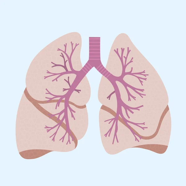 Pulmones — Vector de stock