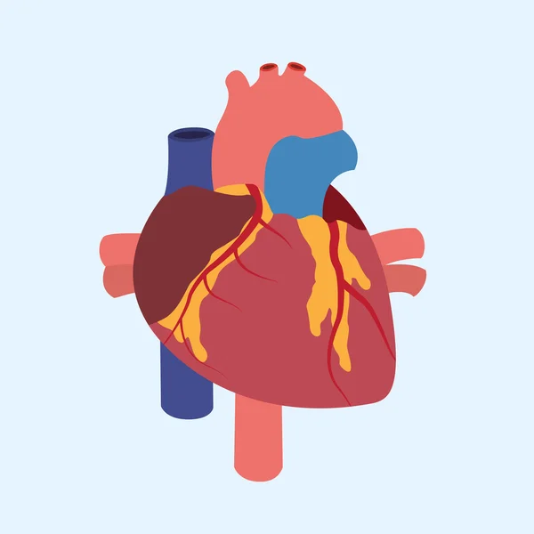Herz — Stockvektor