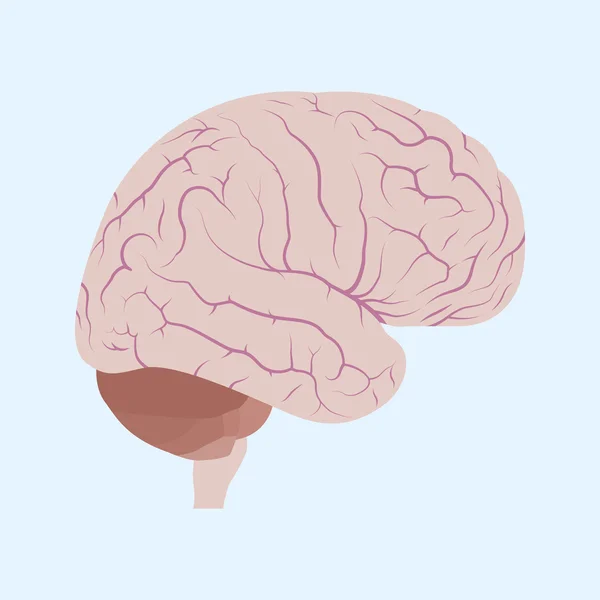 Cerebro — Vector de stock