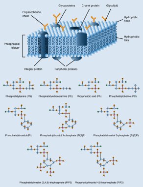 Membrane structure clipart